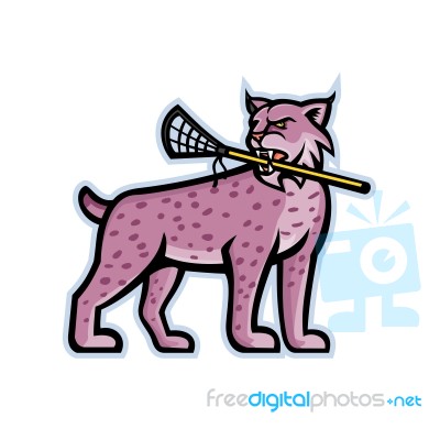 Bobcat Or Lynx Lacrosse Mascot Stock Image Bobcat Or Lynx Lacrosse Mascot Stock Image