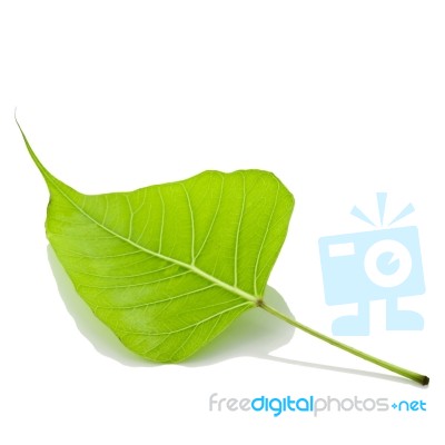 Bodhi Leaf Stock Photo