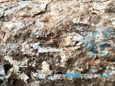 Body Tree Texture Stock Photo