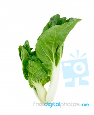 Bok Choy Vegetable Isolated Stock Photo