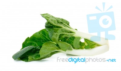 Bok Choy Vegetable Isolated Stock Photo