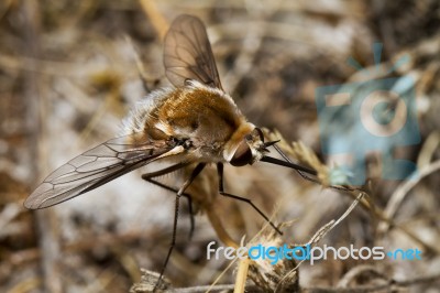 Bombyliidae Major Bee Fly Stock Photo