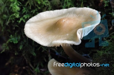 Bonnet Mycena Fungus (mycena Galericulata) Stock Photo