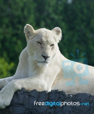 Bored White Lion Stock Photo