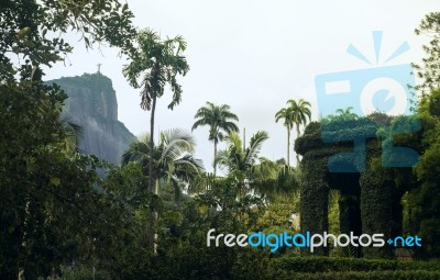 Botanical Garden In Rio De Janeiro, Brazil Stock Photo