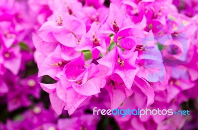 
Bougainvillea Stock Photo