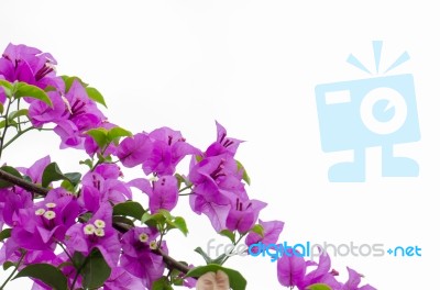 
Bougainvillea Stock Photo
