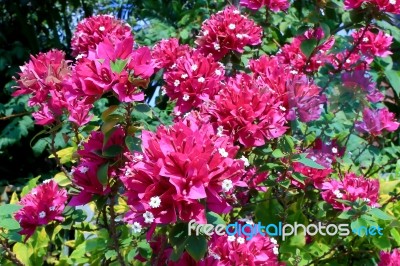 Bougainvillea , Fueng-fah  Stock Photo