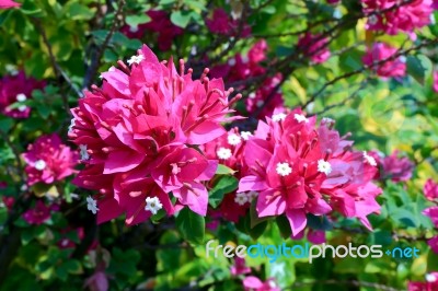 Bougainvillea , Fueng-fah  Stock Photo