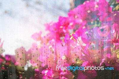 Bougainvillea With Water Droplets On Glass Stock Photo