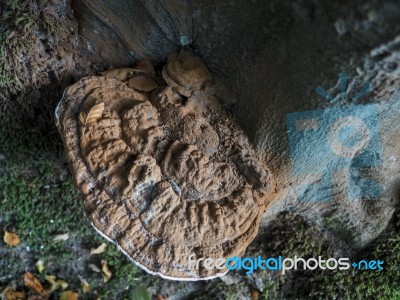 Bracket Fungus Growing On A Tree In Ashdown Forest Stock Photo