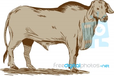 Brahman Bull Drawing Stock Image