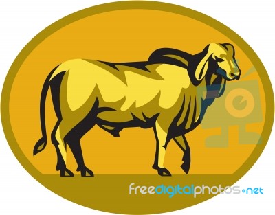 Brahman Bull Oval Retro Stock Image