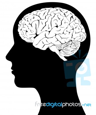 Brain In Head Stock Image
