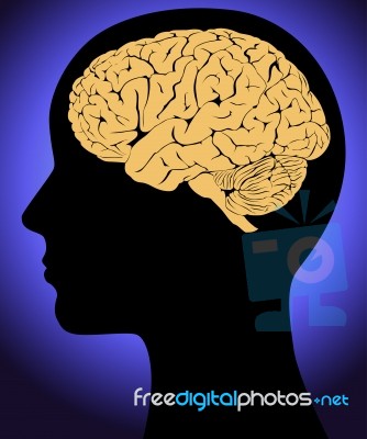 Brain In Head Stock Image