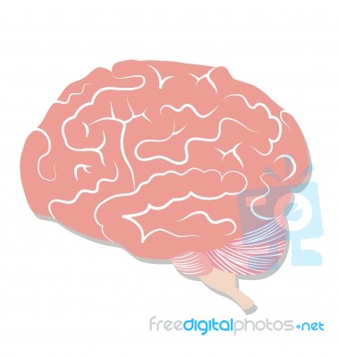 Brain On White Background Stock Image