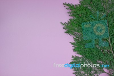 Branch Of Cypress On Pink Background Stock Photo