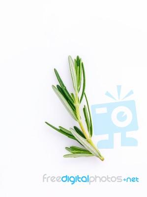 Branch Of Fresh Rosemary  Isolated On White Background Stock Photo