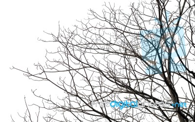 Branch Of Tree On White Stock Photo Branch Of Tree On White Stock Photo