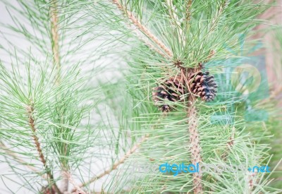 Branch Of Tree With Pine Cones Stock Photo