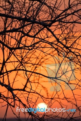 Branch Silhouette Sunset Stock Photo