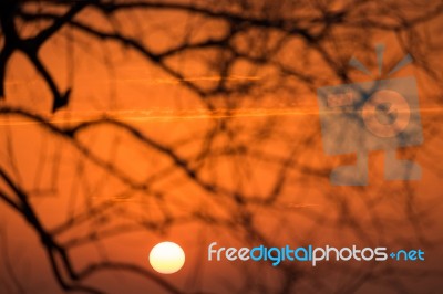 Branch Silhouette Sunset Stock Photo Branch Silhouette Sunset Stock Photo