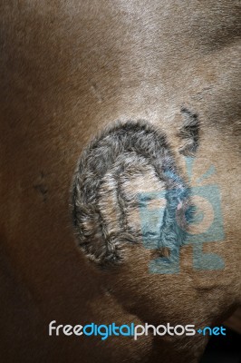 Branding On Cow Stock Photo