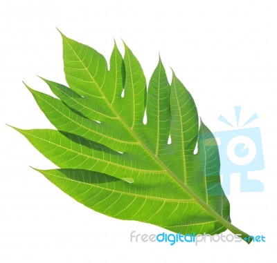 Breadfruit Leaf Texture Or Background Stock Photo