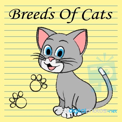 Breeds Of Cats Indicates Pets Puss And Pedigree Stock Image