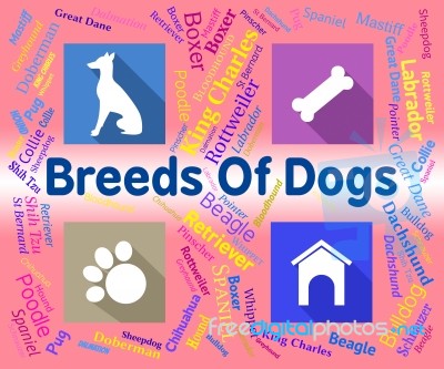 Breeds Of Dogs Represents Puppy Pups And Reproduce Stock Image