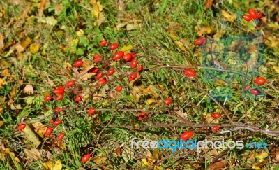 Briar Bush Stock Photo