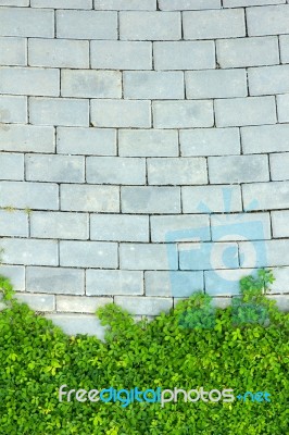 Brick Wall And Green Leaf Stock Photo