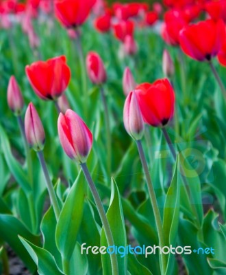 Bright Red Tulips Stock Photo