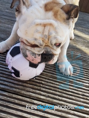 British Bulldog Chewing On A Football Stock Photo