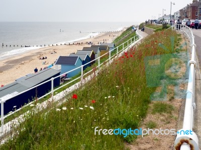 British Wildflowers Near The Beach At Southwold Stock Photo
