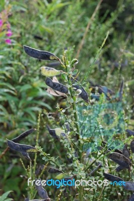 Broom Seeds Stock Photo