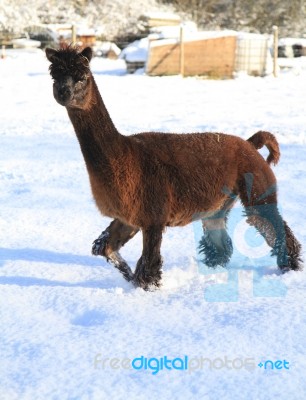 Brown Alpaca In The Snow Stock Photo