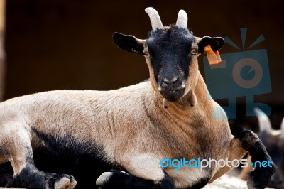 Brown And Black Goat Stock Photo