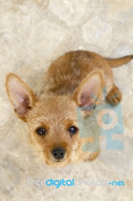 Brown And Small Domestic Puppy Stock Photo