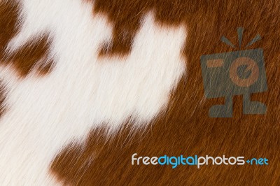 Brown And White Cowhide Stock Photo