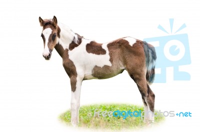 Brown And White Foal Isolated Stock Photo