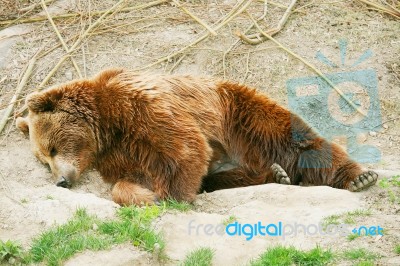 Brown Bear Cub Stock Photo