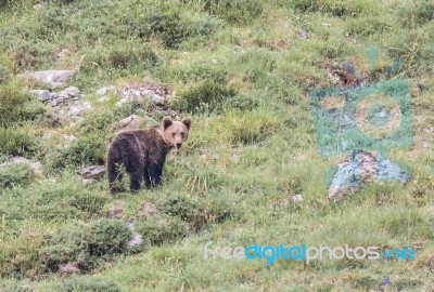 Brown Bear In Asturian Lands Stock Photo Brown Bear In Asturian Lands Stock Photo