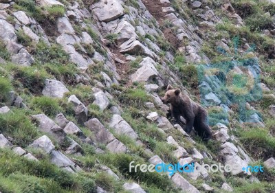 Brown Bear In Asturian Lands Stock Photo