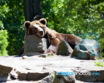 Brown Bear In City Zoo Stock Photo