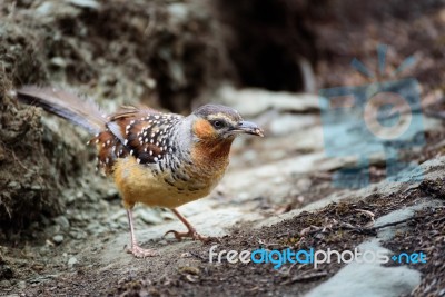 Brown Birds Carrying Food, Walking On The Ground Stock Photo