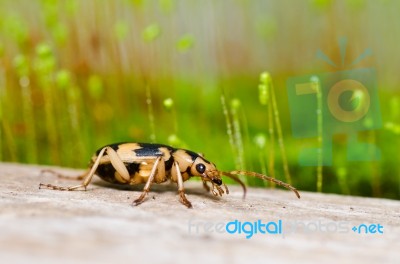 Brown Bug In Green Nature Stock Photo