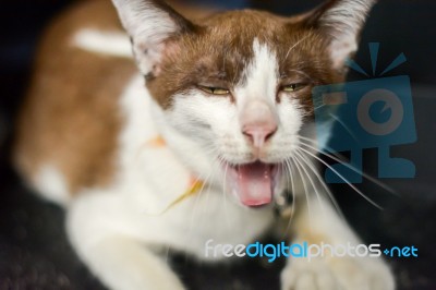 Brown Cat Yawning With Dark Background Stock Photo