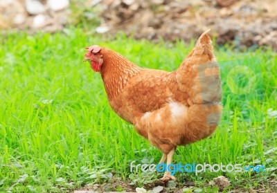 Brown Chicken Hen In Green Field Use For Livestock In Arganic Na… Stock Photo