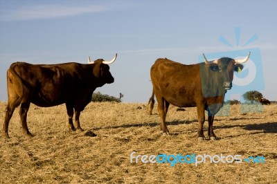 Brown Cow Stock Photo
